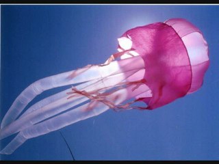 photos des meduses de Gerard Rosenblatt