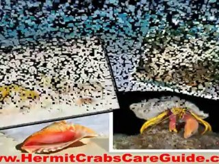 Hermit Crabs In The Wild