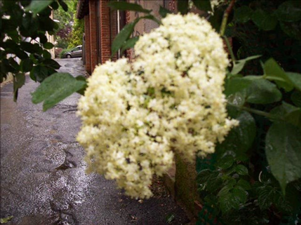 Sinfonia di frutta