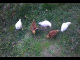 Raising Chickens - 3 Weeks Old Now