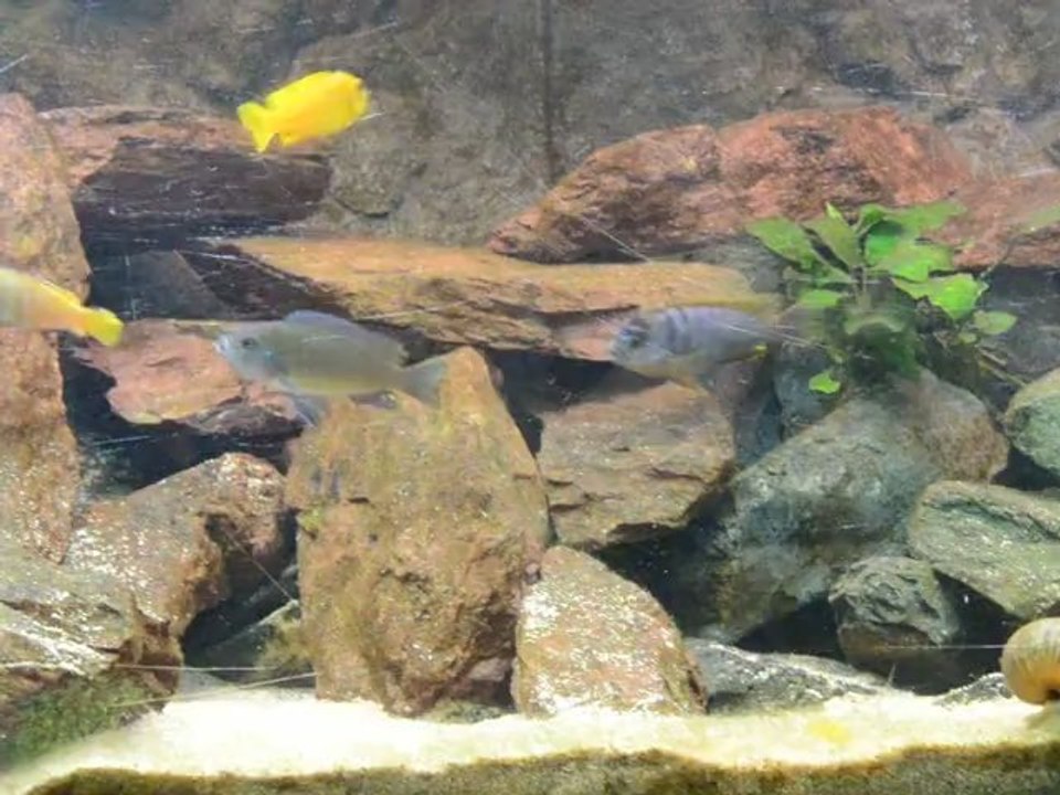 Malawi Tank