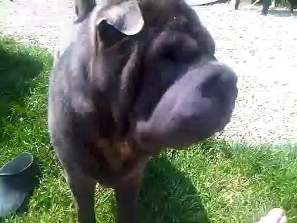 video Gallie