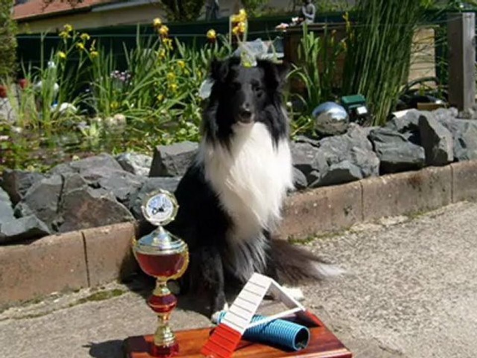 Flipper Vainqueur Coupe de France Agility shetland