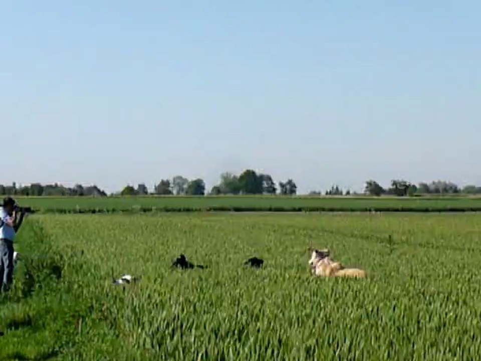 Balade Promenons nos chiens 27 Mai 2012