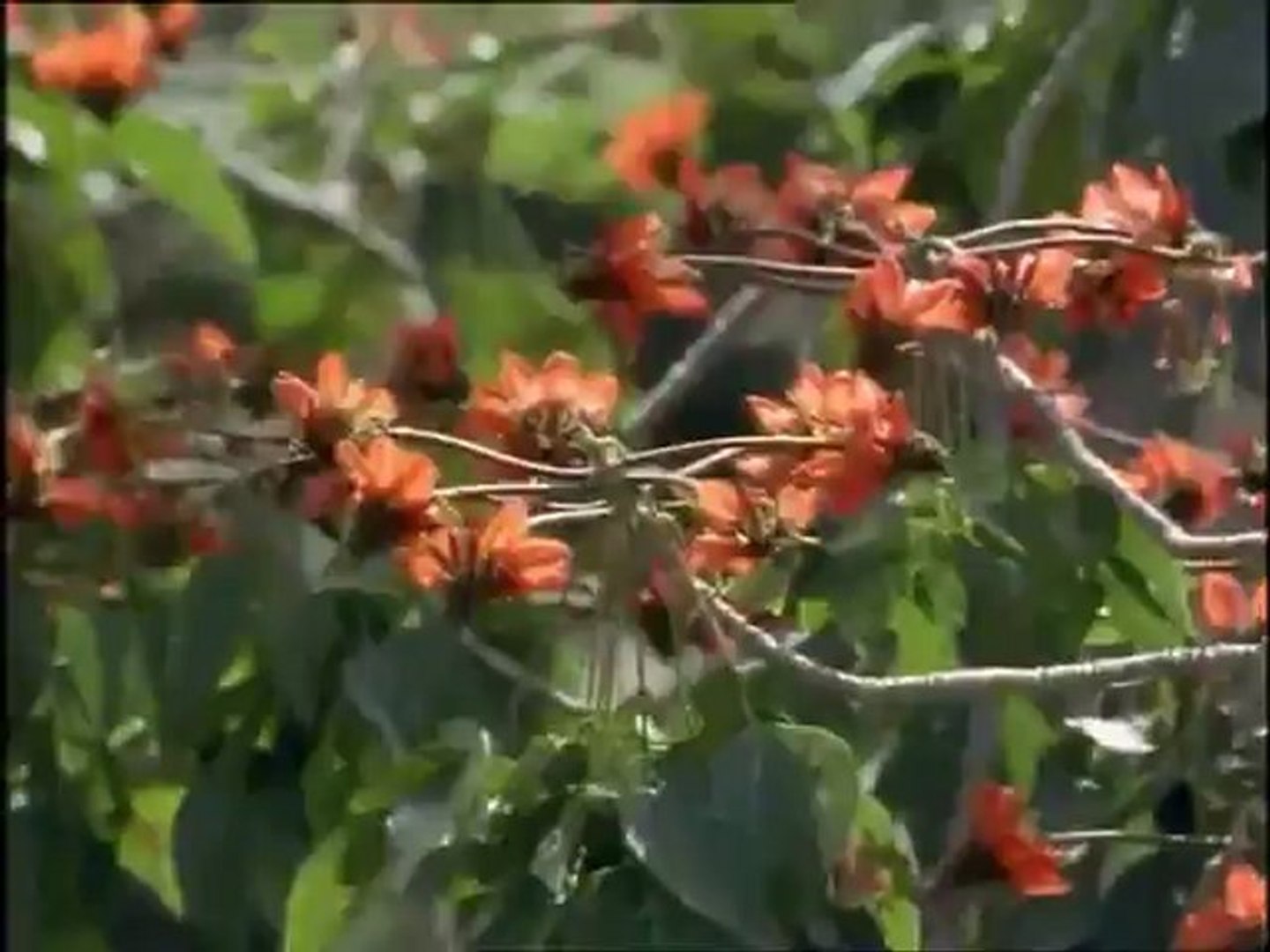 A madarak élete - David Attenborough 3/10 - video Dailymotion