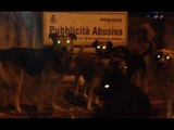 Gricignano (CE) - Cani randagi per le strade cittadine (17.05.12)