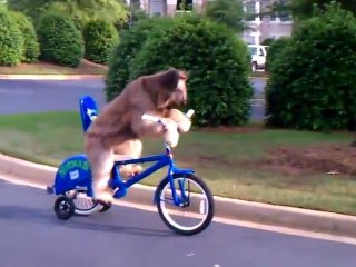 Dog Rides Bike By Himself