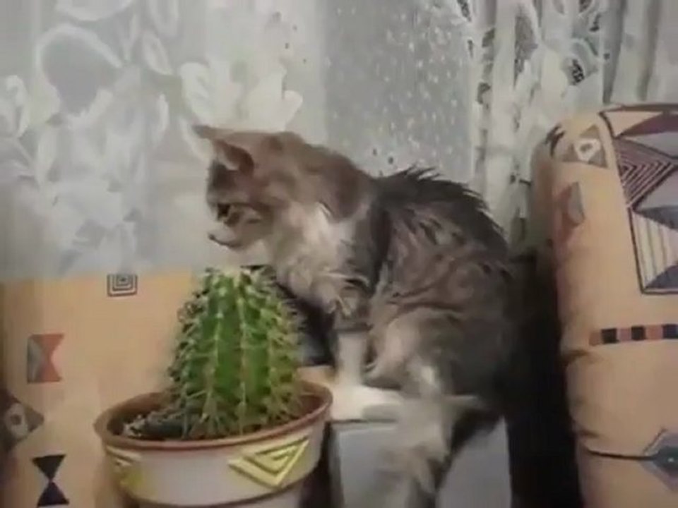 Забавные кошки