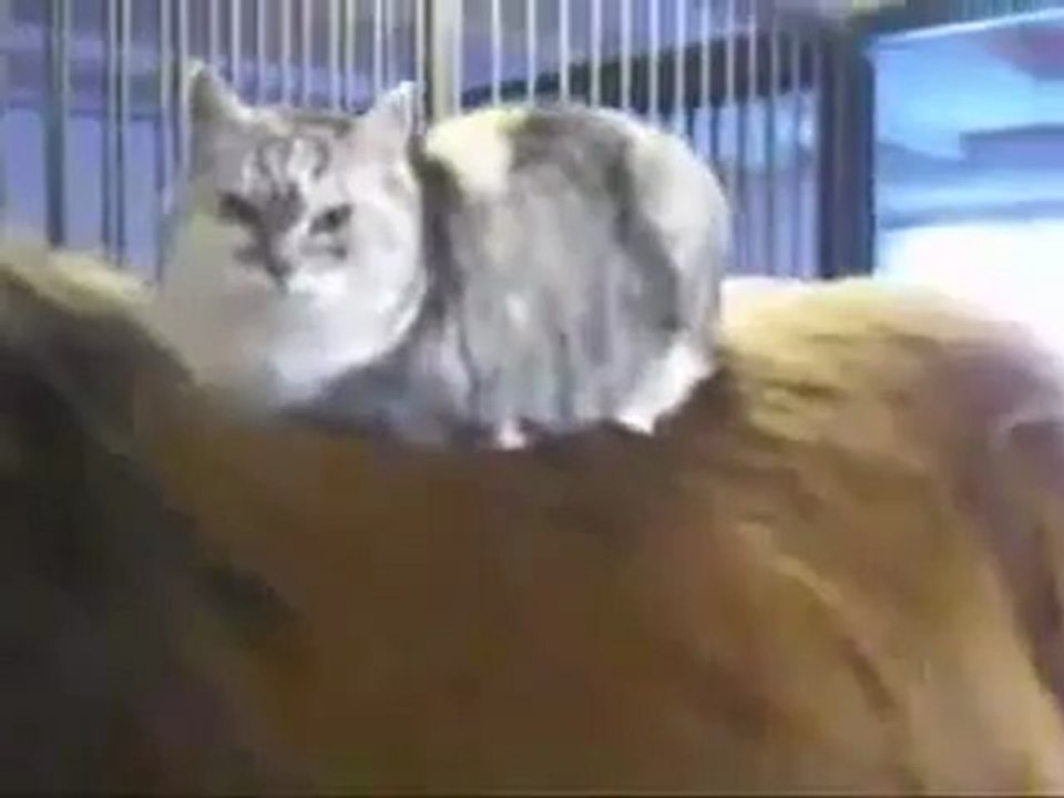 Кошки и лошади
