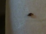 Bedbug Feeding | Fat Bed Bug | Picture of Bed Bug