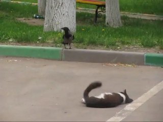 ворона и кошка