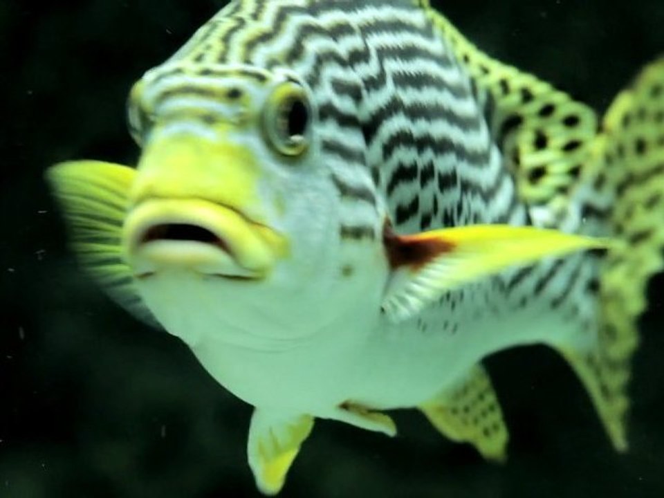 Loisirs enfants et sorties en famille à Montpellier - Aquarium Mare Nostrum