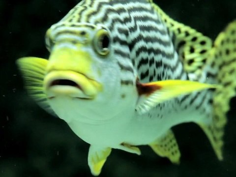 Loisirs enfants et sorties en famille à Montpellier - Aquarium Mare Nostrum