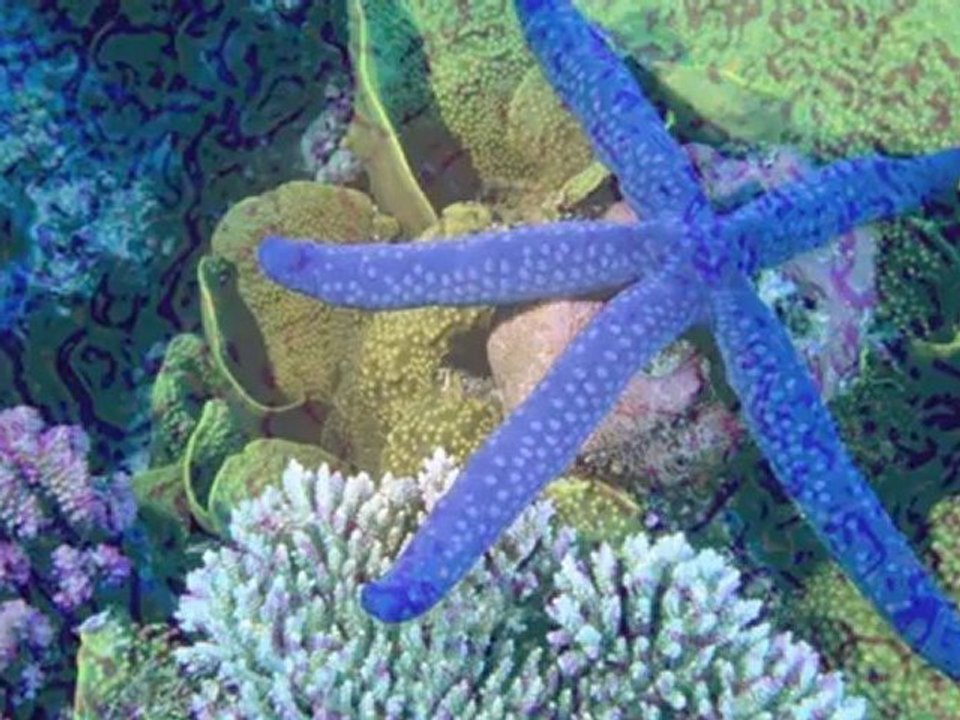 Secrets of the Deep