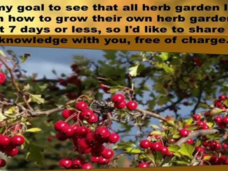 Herb Garden Kits