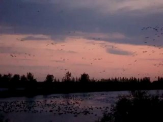 Canadian Geese - Mate for Life