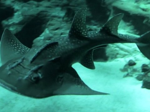 Loisir pour les enfants à Montpellier - Aquarium Mare Nostrum