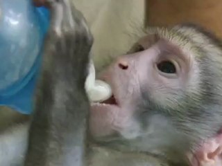Baby monkey escapes death and recovers in Rio's zoo
