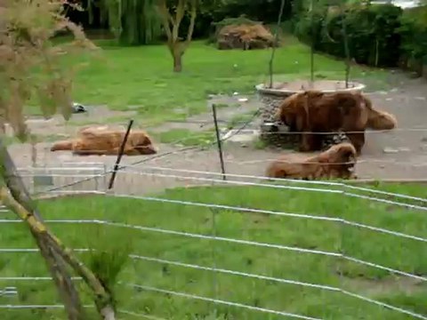 chiots Funny élevage de VALOYAN TERRE NEUVE MARRON BRONZE 23/05/2012