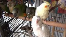 Papegaai Baby voor het eerst in de kooi
