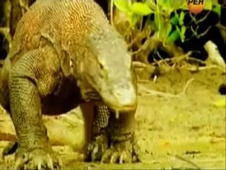 Гены раннего развития похожи у всех