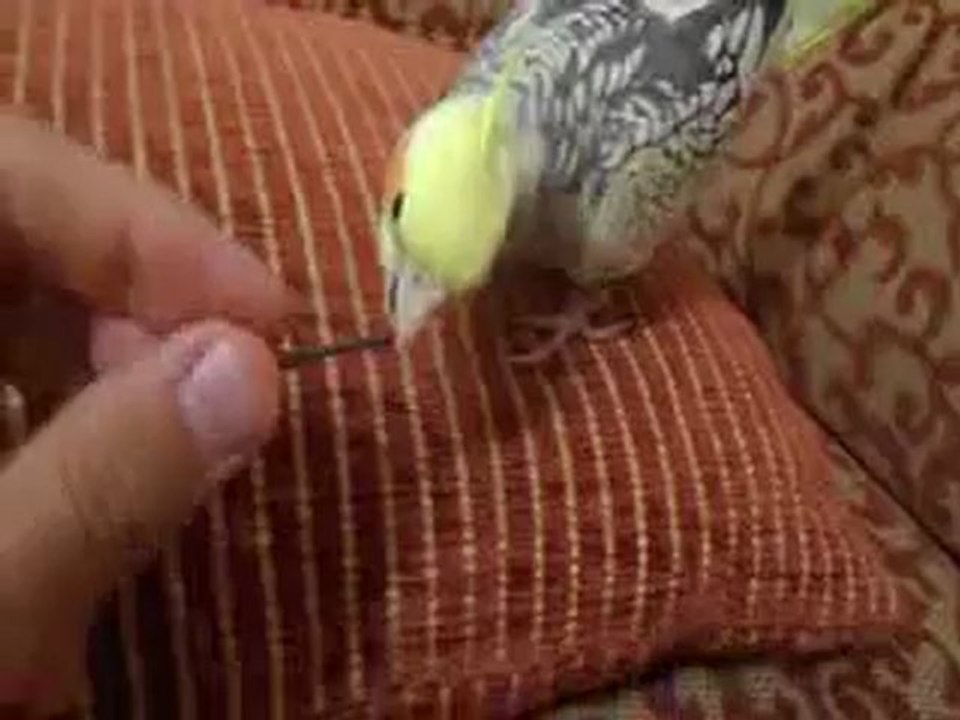 Fındık Çubuğu Kavgamız