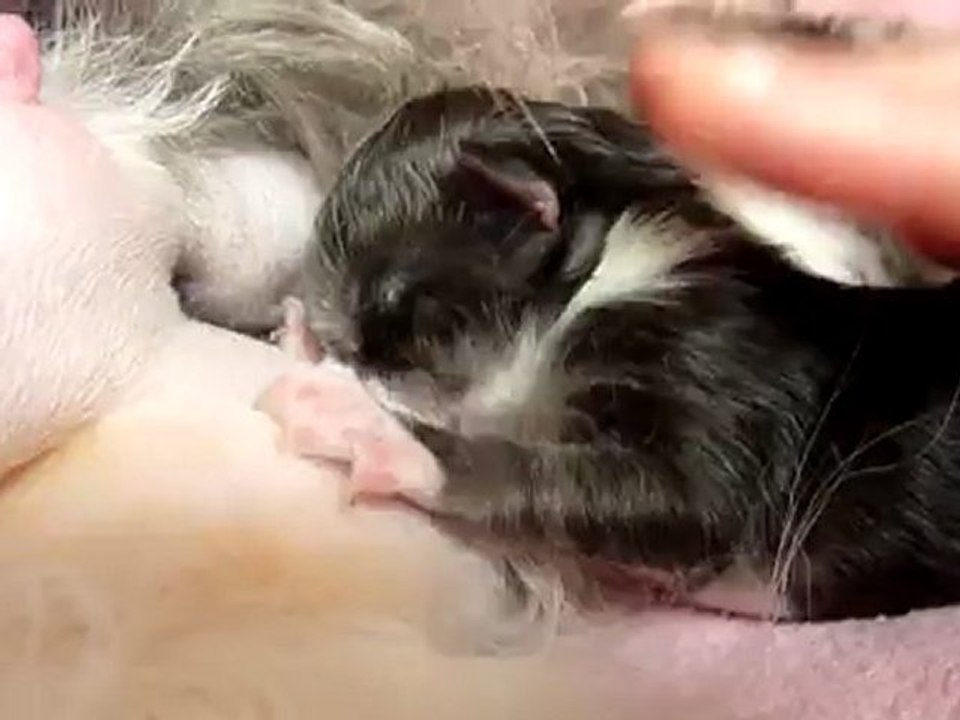 Ma petite puce qui fait bonne tototte,1jour :-)