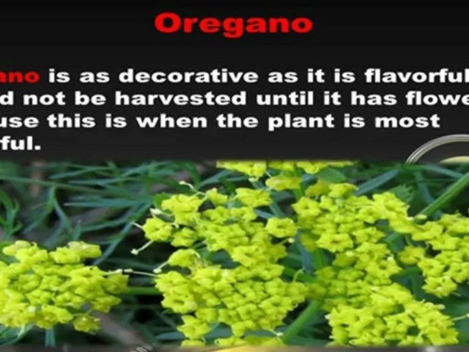 Herb Garden Italian Style