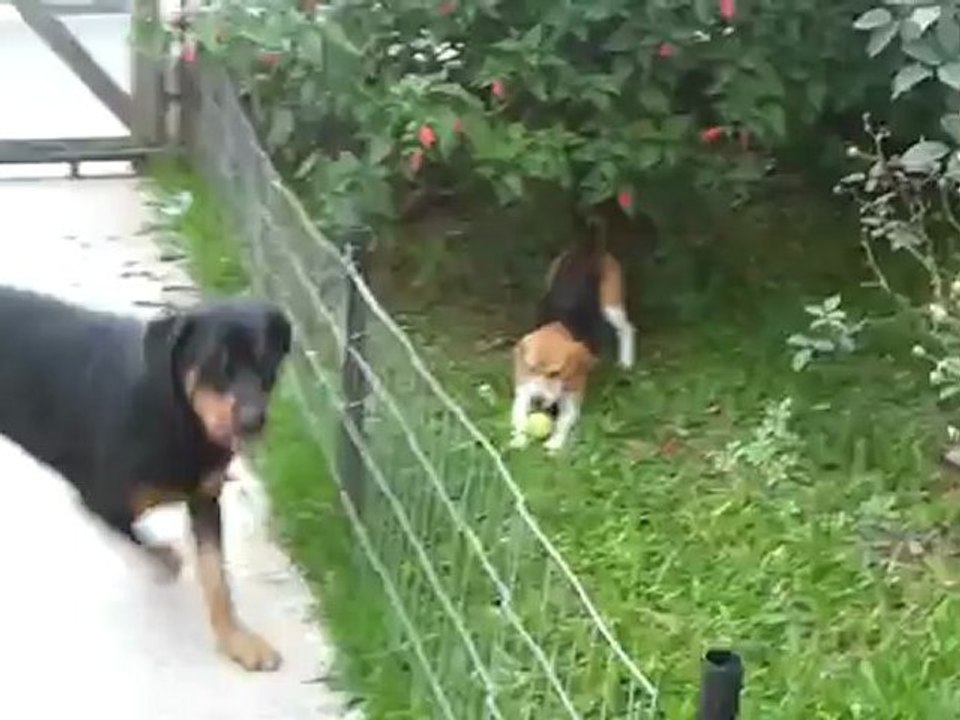 Duff e Orion brincando