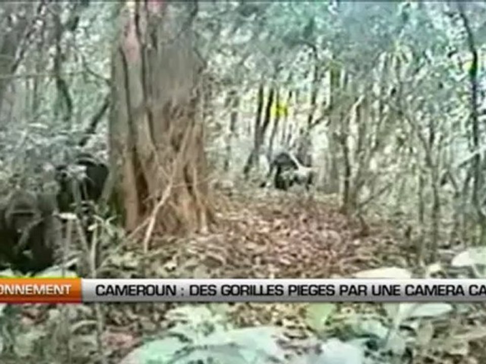 Cameroun  Des gorilles piégés par une caméra cachée