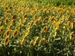 Tangerine Dream. Polar Circle.