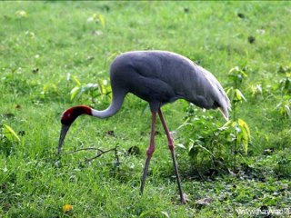 Gitme Turnam Musa Eroğlu