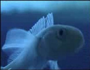 ender sümer,national geographic - emperors of the ice - buzun imparatorları_mpeg4