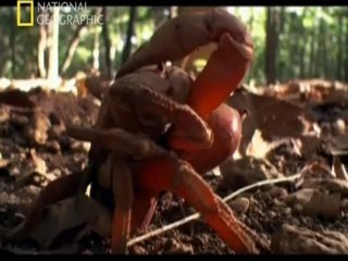 ender sümer,Buyuk Gocler Yasamin Ritmi