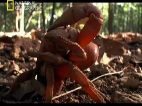 ender sümer,Buyuk Gocler Yasamin Ritmi