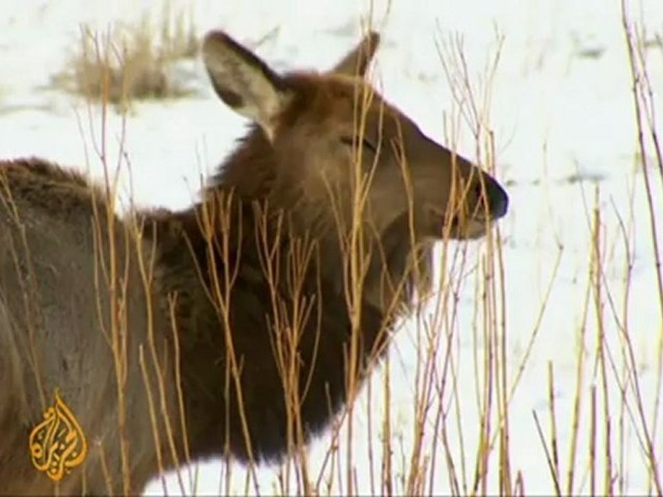 Intense battle over endangered wolf