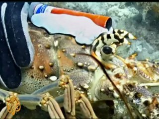 Oryx officially 'endangered' no more