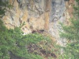 Aigle royal : vie de famille au nid, dans les Hautes-Alpes