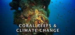Coral Reefs & Climate Change (Short Version)
