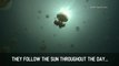 Weird Creatures - Golden Jellyfish