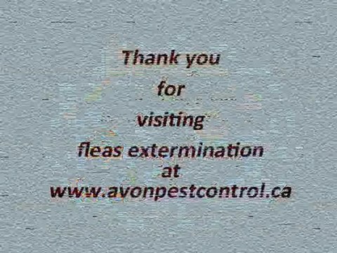 Fleas extermination