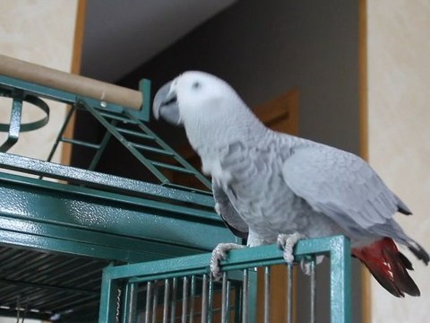 cachou gris du gabon perroquet 7 mois