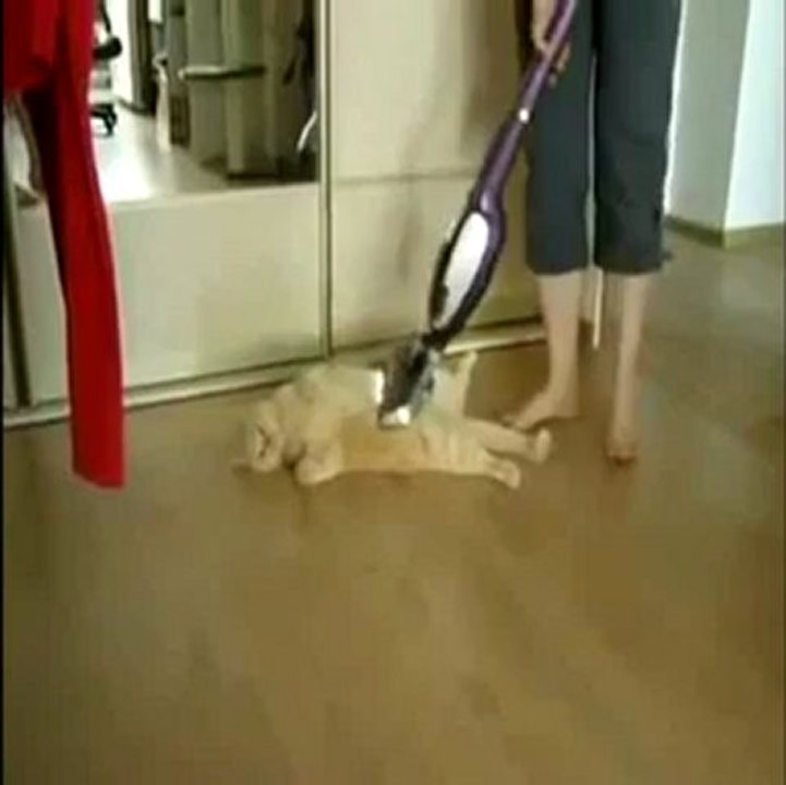 un chat qui adore l'aspirateur