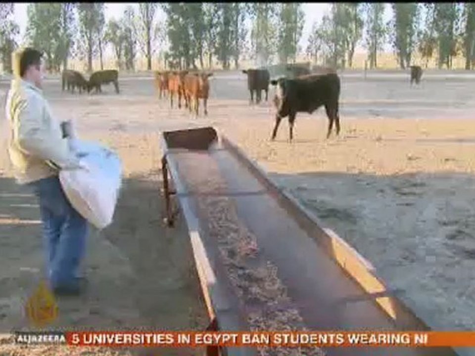 Argentina beef industry faces challenges - 08 Oct 09