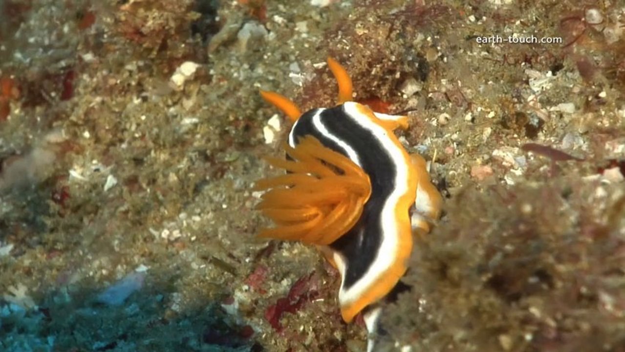 Weird Creatures - Nudibranch