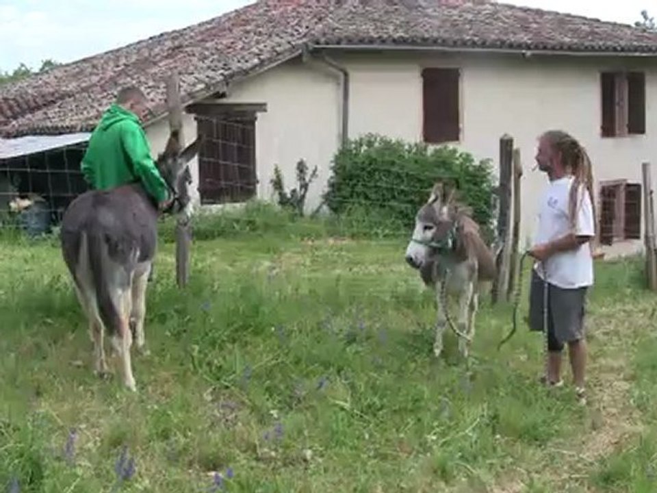 Promenade avec les anesses 1