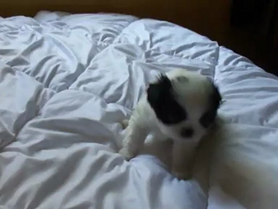 vidéos bébéh 002