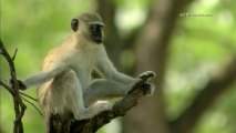 Cute Animals - Baby Vervet Monkeys