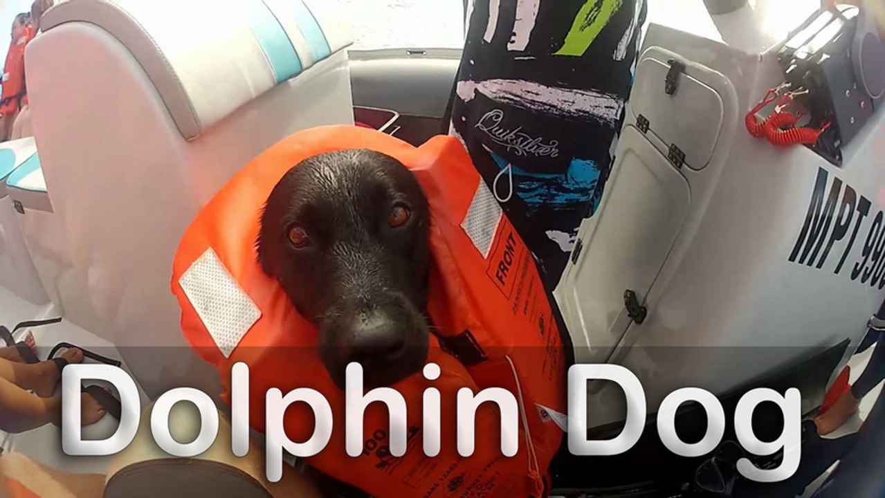 Dolphin Dog