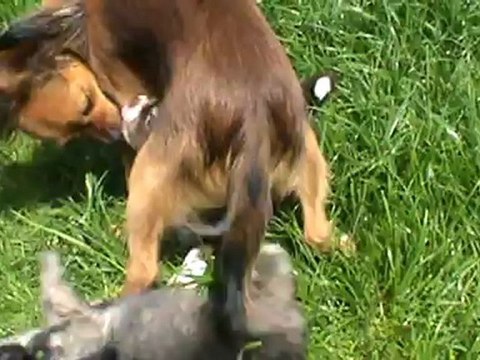 bébés chihuahuas qui s' amusent